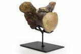 Huge, Fossil Mosasaur (Tylosaurus) Vertebra With Stand - Texas #316016-1